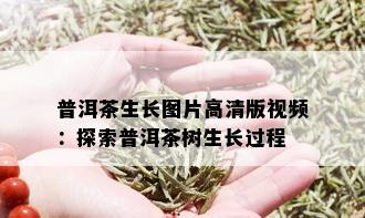 普洱茶生长图片高清版视频：探索普洱茶树生长过程