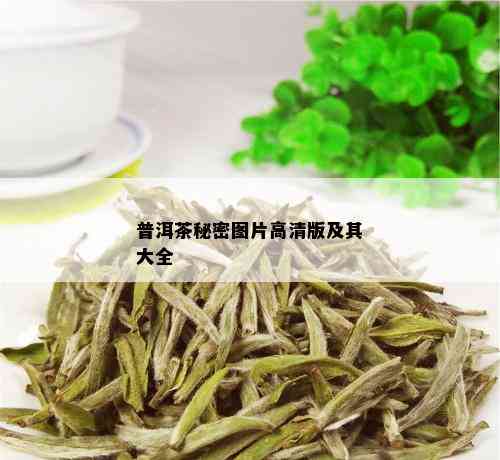 普洱茶秘密图片高清版及其大全