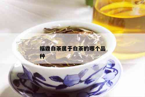 福鼎白茶属于白茶的哪个品种