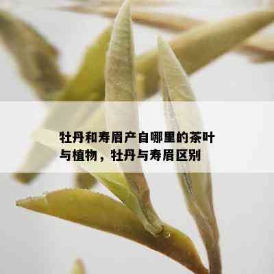 牡丹和寿眉产自哪里的茶叶与植物，牡丹与寿眉区别