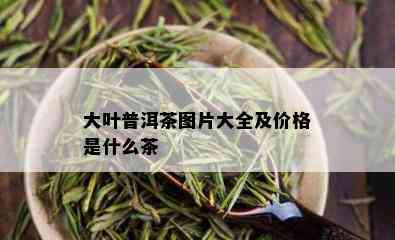 大叶普洱茶图片大全及价格是什么茶