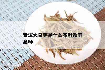 普洱大白芽是什么茶叶及其品种