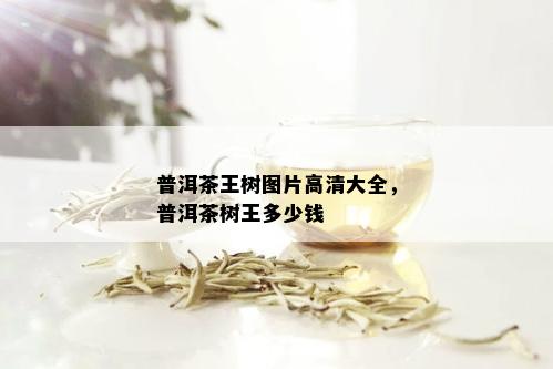 普洱茶王树图片高清大全，普洱茶树王多少钱