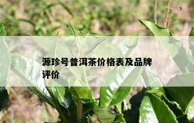 源珍号普洱茶价格表及品牌评价