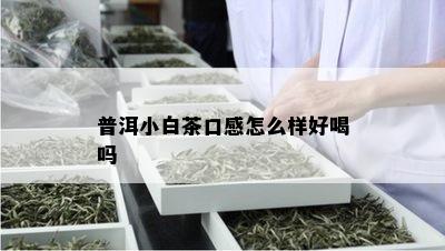 普洱小白茶口感怎么样好喝吗