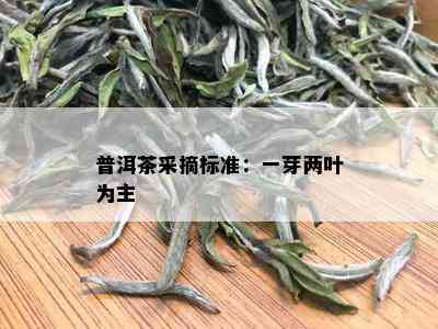 普洱茶采摘标准：一芽两叶为主