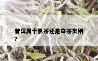 普洱属于黑茶还是白茶类别？