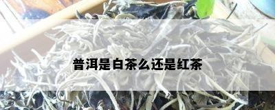 普洱是白茶么还是红茶