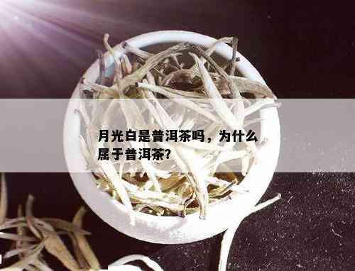 月光白是普洱茶吗，为什么属于普洱茶？