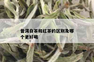 普洱白茶和红茶的区别及哪个更好喝