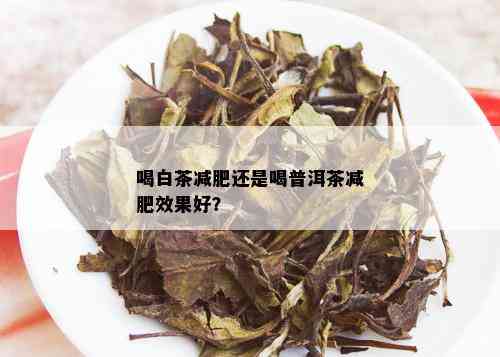 喝白茶减肥还是喝普洱茶减肥效果好？