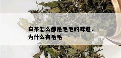 白茶怎么都是毛毛的味道，为什么有毛毛