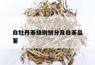 白牡丹茶级别划分及白茶品鉴