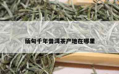 缅甸千年普洱茶产地在哪里