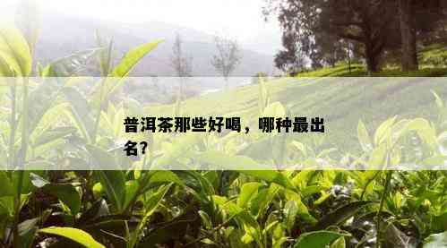 普洱茶那些好喝，哪种最出名？