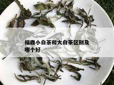 福鼎小白茶和大白茶区别及哪个好