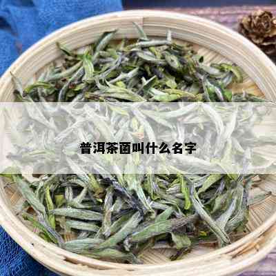 普洱茶菌叫什么名字