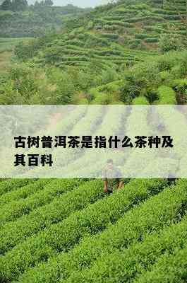 古树普洱茶是指什么茶种及其百科