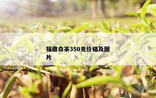 福鼎白茶350克价格及图片