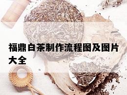 福鼎白茶制作流程图及图片大全