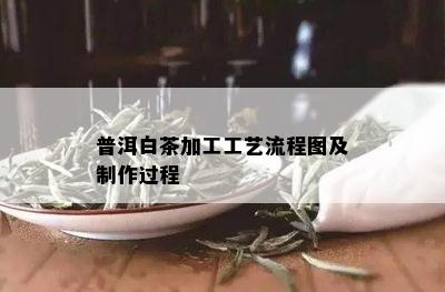 普洱白茶加工工艺流程图及制作过程