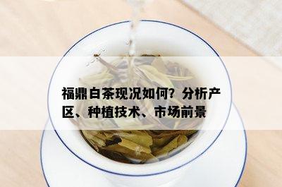 福鼎白茶现况如何？分析产区、种植技术、市场前景