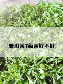 普洱茶7级茶好不好