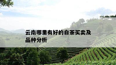 云南哪里有好的白茶买卖及品种分析