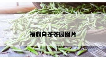 福鼎白茶茶园图片