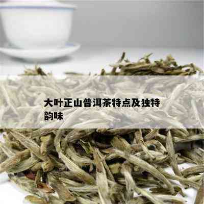 大叶正山普洱茶特点及独特韵味