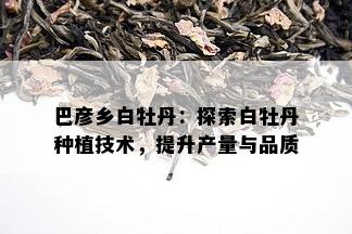 巴彦乡白牡丹：探索白牡丹种植技术，提升产量与品质