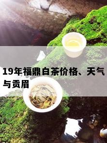 19年福鼎白茶价格、天气与贡眉