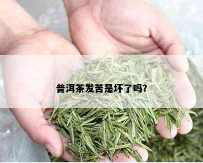 普洱茶发苦是坏了吗？