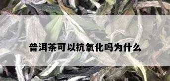 普洱茶可以抗氧化吗为什么