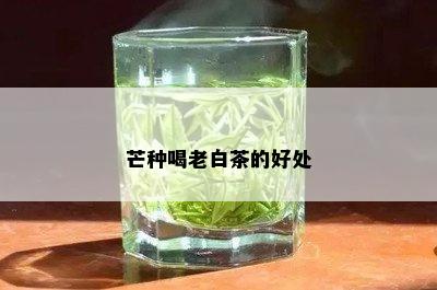 芒种喝老白茶的好处