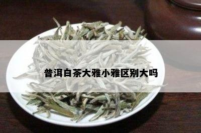 普洱白茶大雅小雅区别大吗