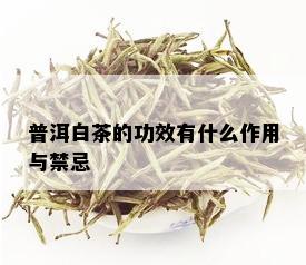 普洱白茶的功效有什么作用与禁忌