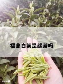 福鼎白茶是缘茶吗