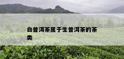 白普洱茶属于生普洱茶的茶类