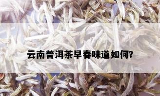 云南普洱茶早春味道如何？