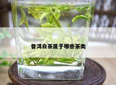 普洱白茶属于哪些茶类