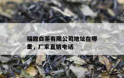 福鼎白茶有限公司地址在哪里，厂家直销电话