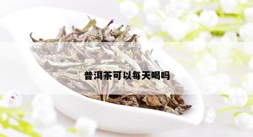 普洱茶可以每天喝吗