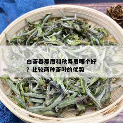 白茶春寿眉和秋寿眉哪个好？比较两种茶叶的优势