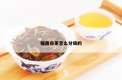 福鼎白茶怎么分级的