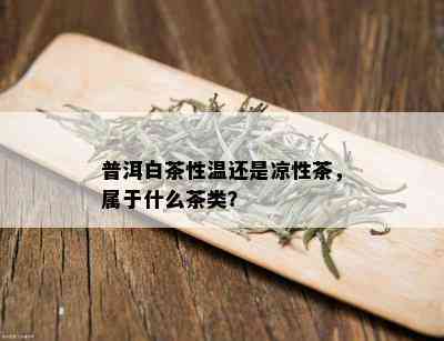 普洱白茶性温还是凉性茶，属于什么茶类？