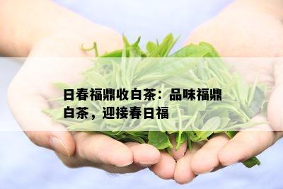 日春福鼎收白茶：品味福鼎白茶，迎接春日福