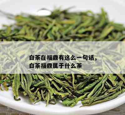 白茶在福鼎有这么一句话，白茶福鼎属于什么茶