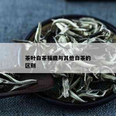 茶叶白茶福鼎与其他白茶的区别