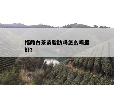 福鼎白茶消脂肪吗怎么喝更好？